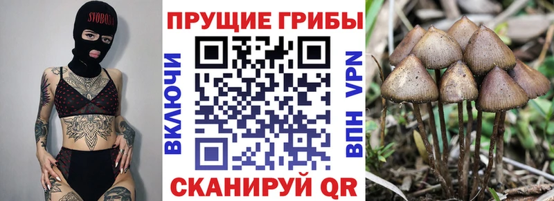 Псилоцибиновые грибы прущие грибы  Купить где  Вологда 